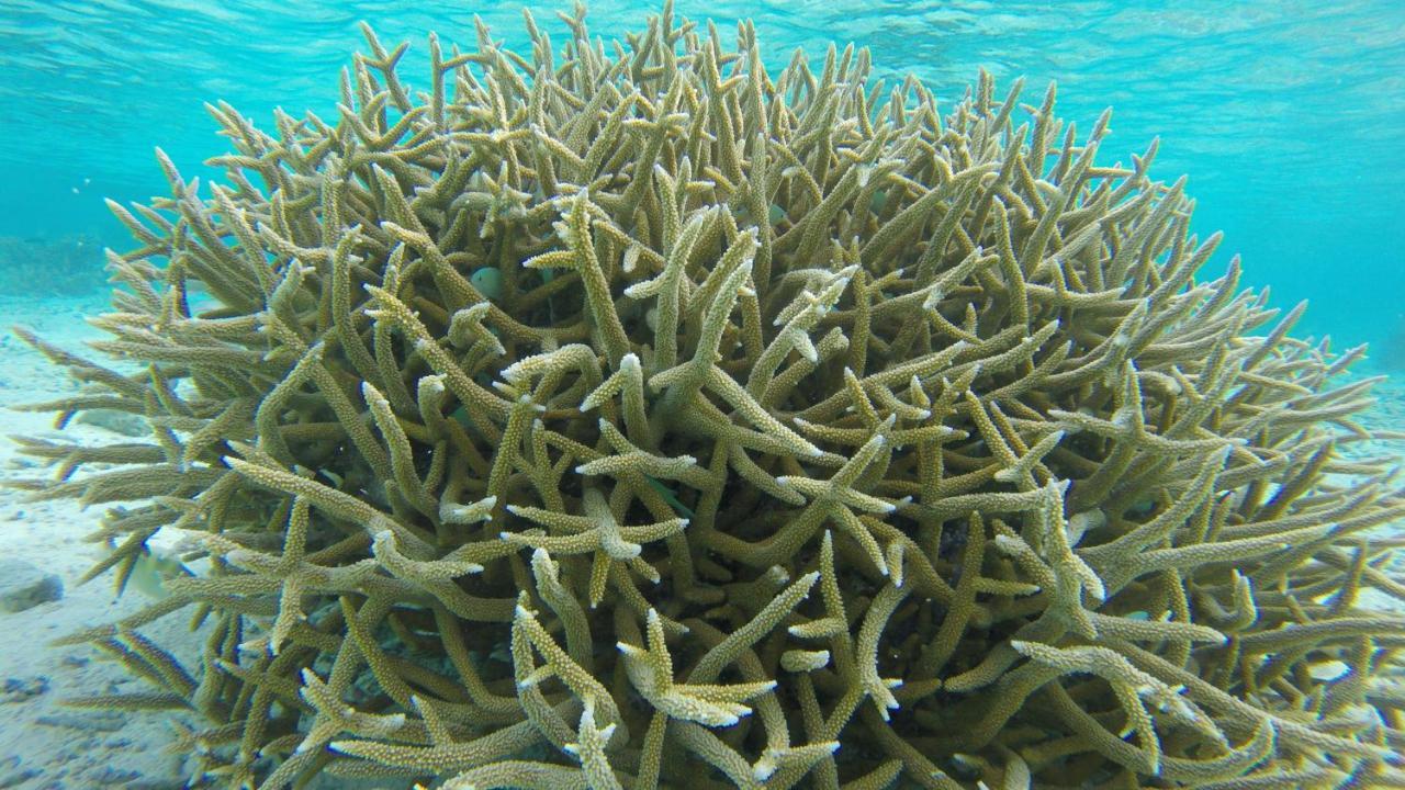 Noomuraka Inn Omadhoo Eksteriør billede